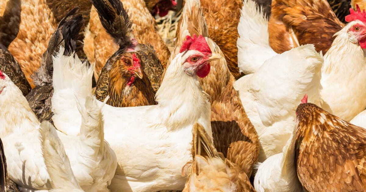 Federal Judge Dismisses DOJ Lawsuit Against Michigan Egg Sales Ban