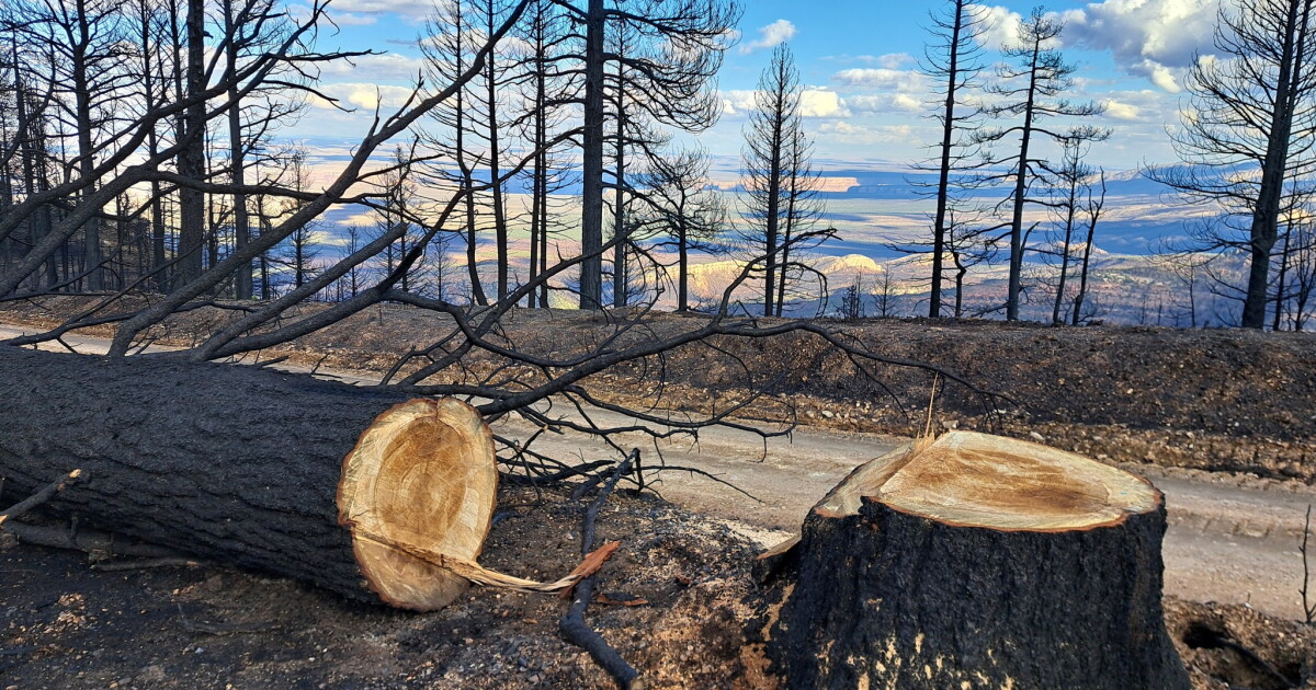Grand Canyon North Rim Restoration Act Progresses Amidst Challenges Grand Canyon North Rim Restoration Act Progresses Amidst Challenges
