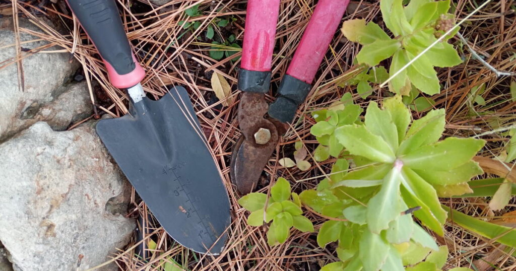 Rethink Fall Yard Cleanup: Benefits of Leaving Leaves for Nature