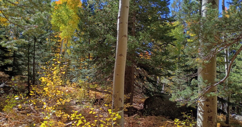 The Science Behind Autumn’s Vibrant Leaf Colors and Weather Effects