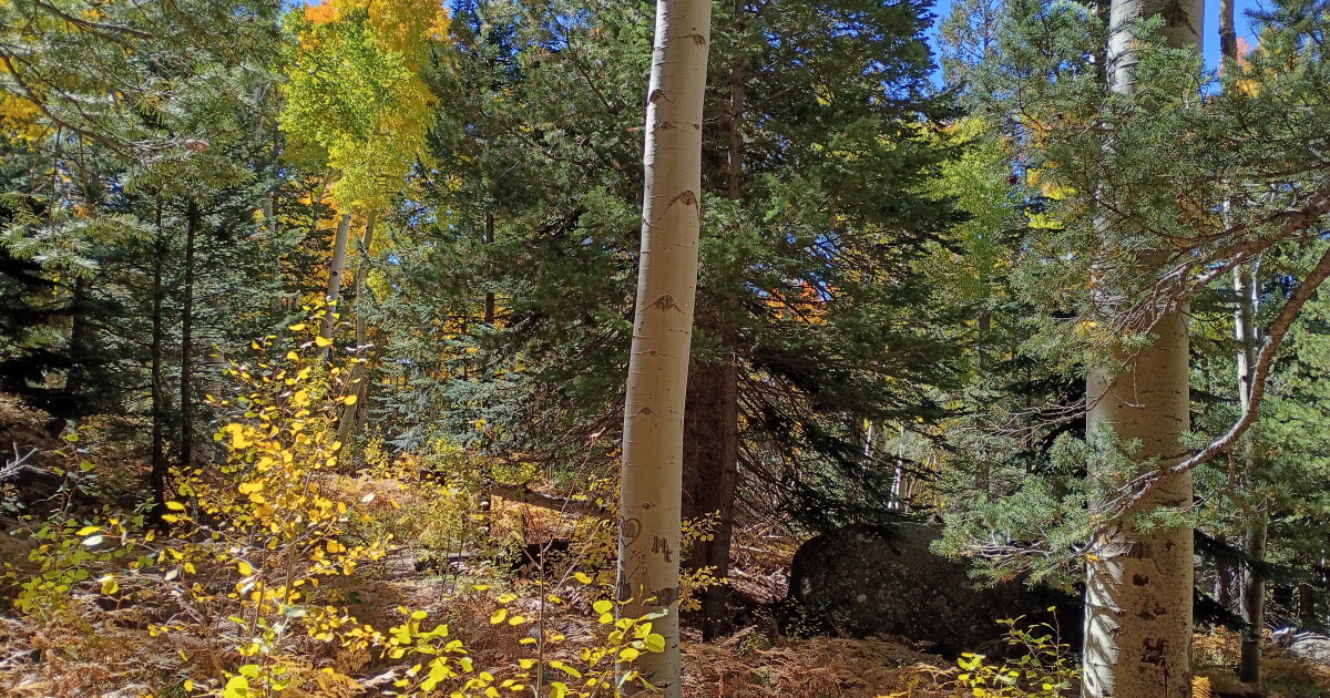 The Science Behind Autumn’s Vibrant Leaf Colors and Weather Effects The Science Behind Autumn’s Vibrant Leaf Colors and Weather Effects