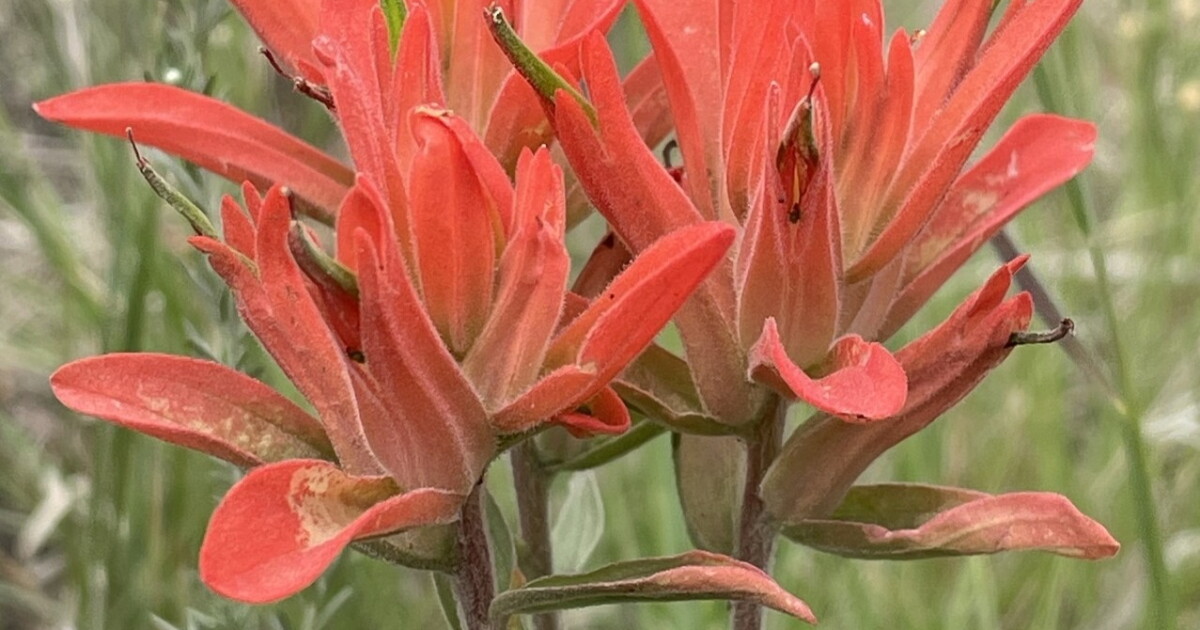 The Secret Life of Paintbrushes: Colorado’s Unique Parasitic Plants The Secret Life of Paintbrushes: Colorado’s Unique Parasitic Plants