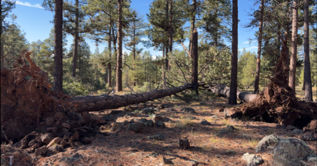 Three Tornadoes Confirmed in Northern Arizona During Severe Storms