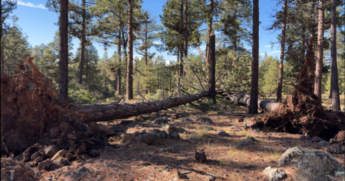 Three Tornadoes Confirmed in Northern Arizona During Severe Storms Three Tornadoes Confirmed in Northern Arizona During Severe Storms